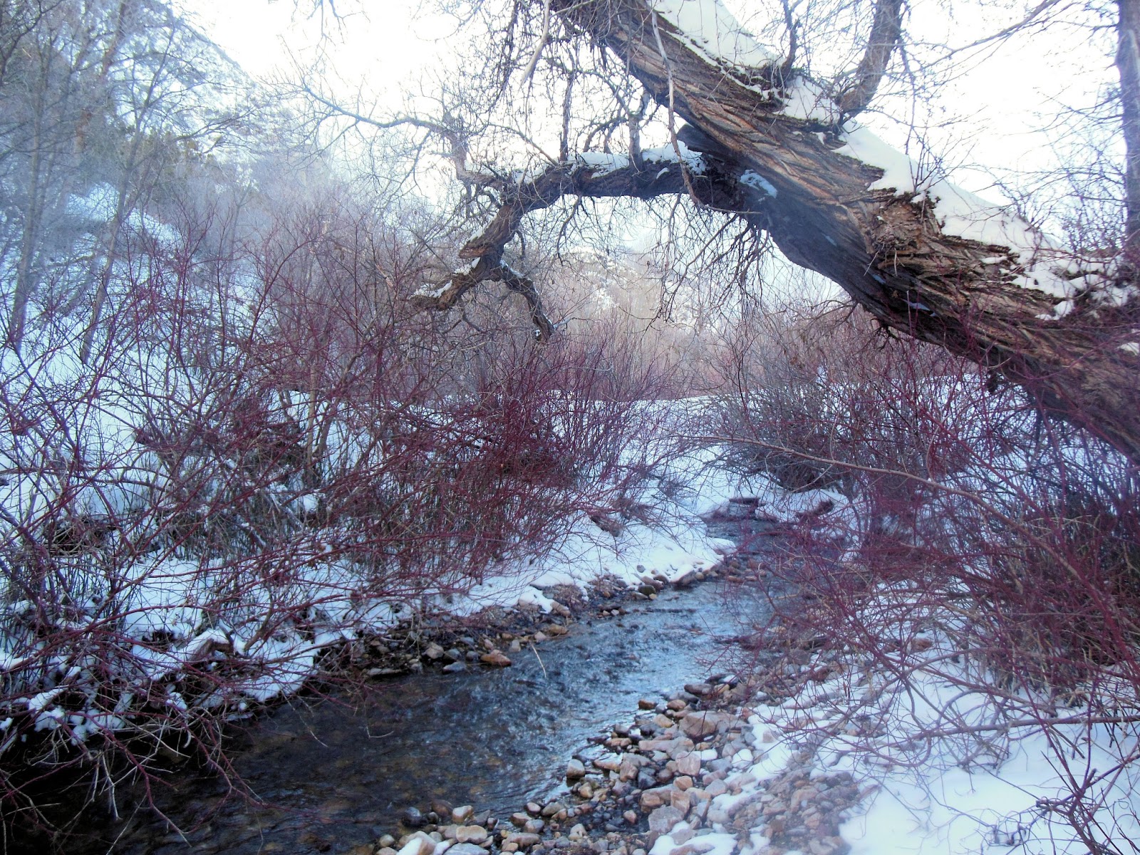 Utah Birders Birding Blog, Utah Birds, Utah Birding, Utah Bird ID