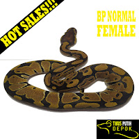 Ball Python Normal