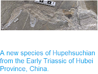 http://sciencythoughts.blogspot.co.uk/2014/12/a-new-species-of-hupehsuchian-from.html