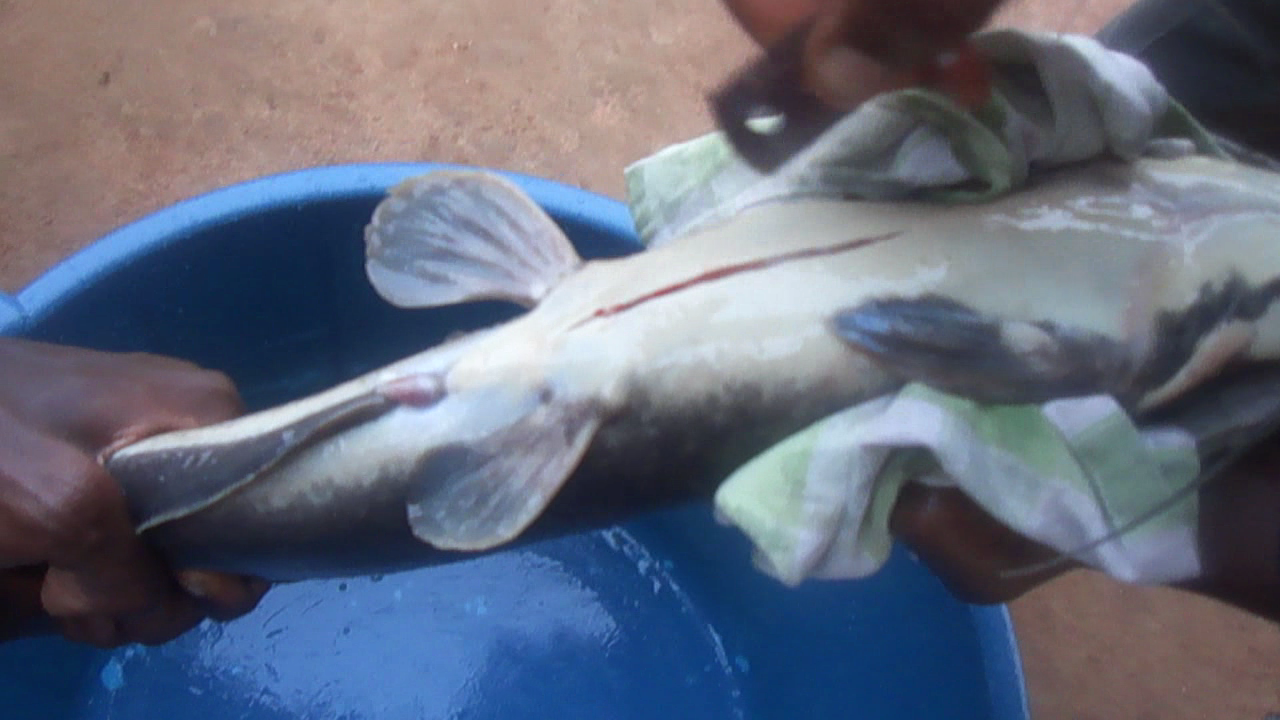 Catfish Artificial Reproduction Fingerlings Production In Nigeria