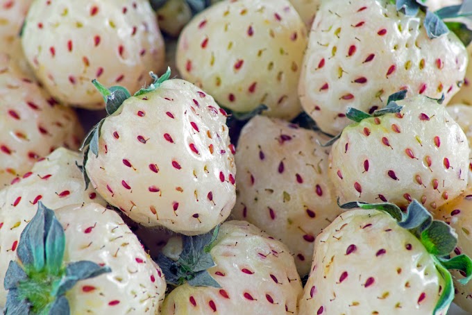Pineberry: las fresas blancas que saben a piña