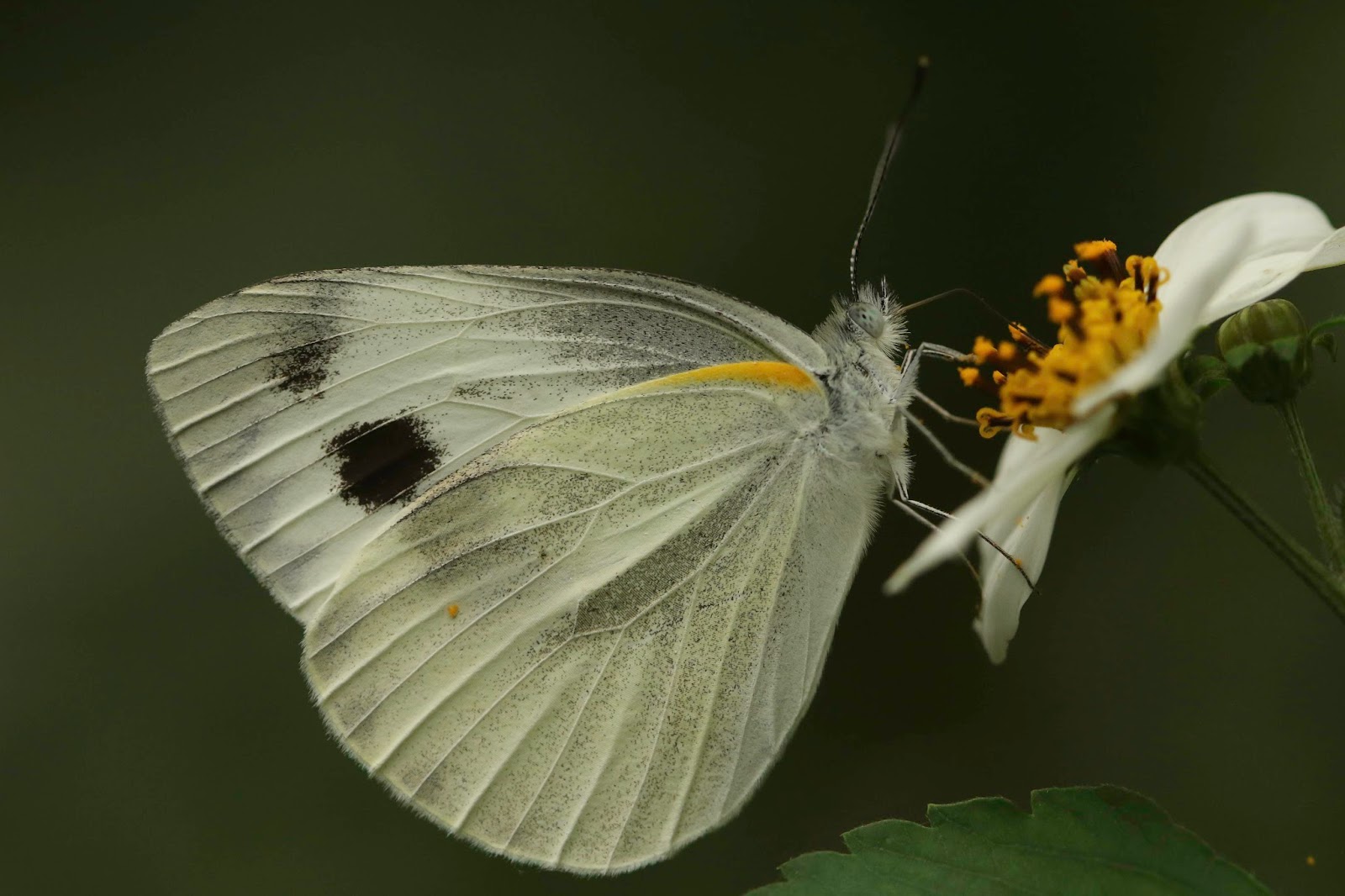 Postcards From Sussex Adur World Oceans Day And A Large White