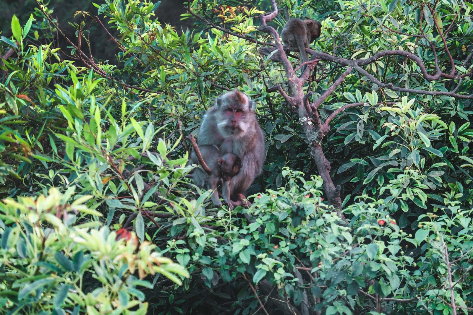Wild Monkeys in Bali Indonesia