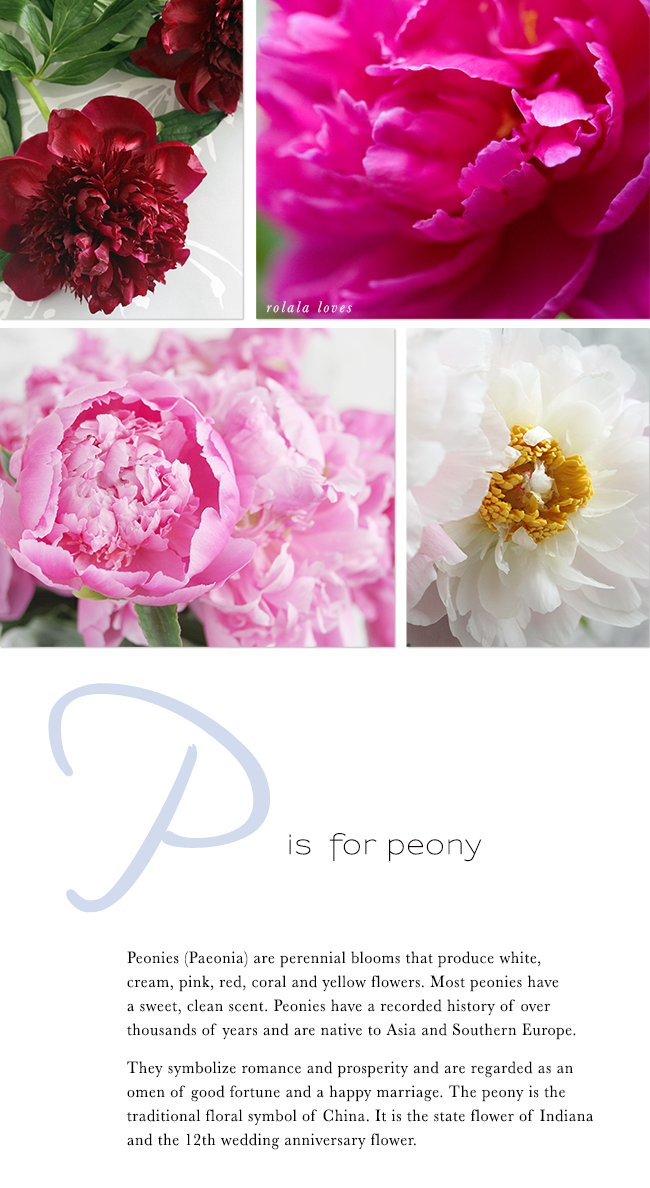 Peony Flower, Pink Peony, Red Peony, White Peony, Peonies, Flower Photography