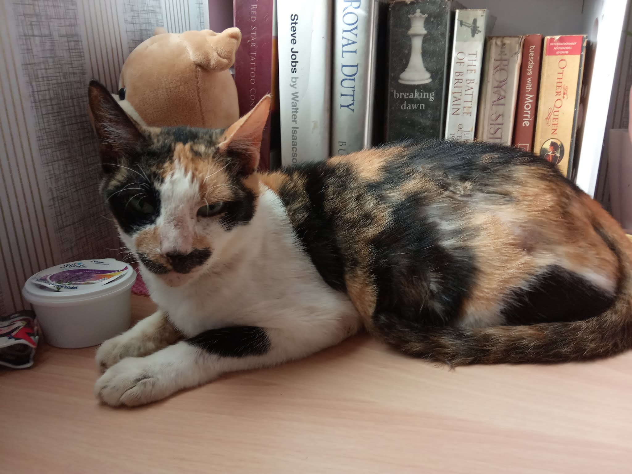 Lucky Charm? Fascinating Things You Should Know About Calico Cats