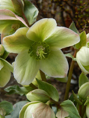 Ivory Prince Hellebore spring flowers by garden muses-not another Toronto gardening blog