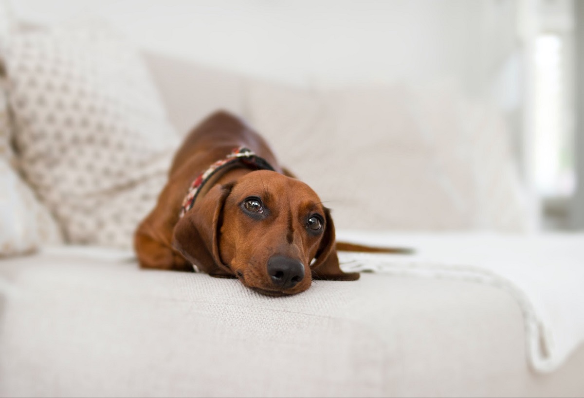 Caring for a Dachshund Puppy What You Need to Know