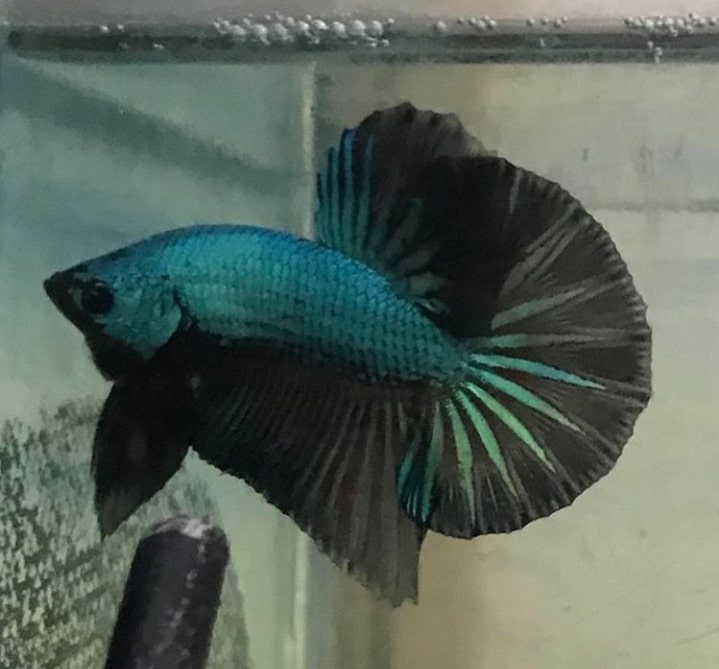 Jenis Jenis Ikan Cupang Plakat Di Dunia Cupang Sehat