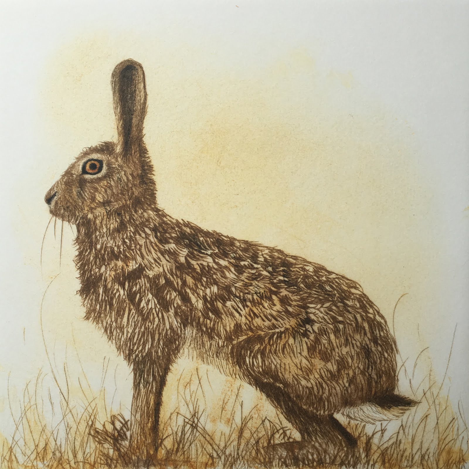 The Watchful Hare.