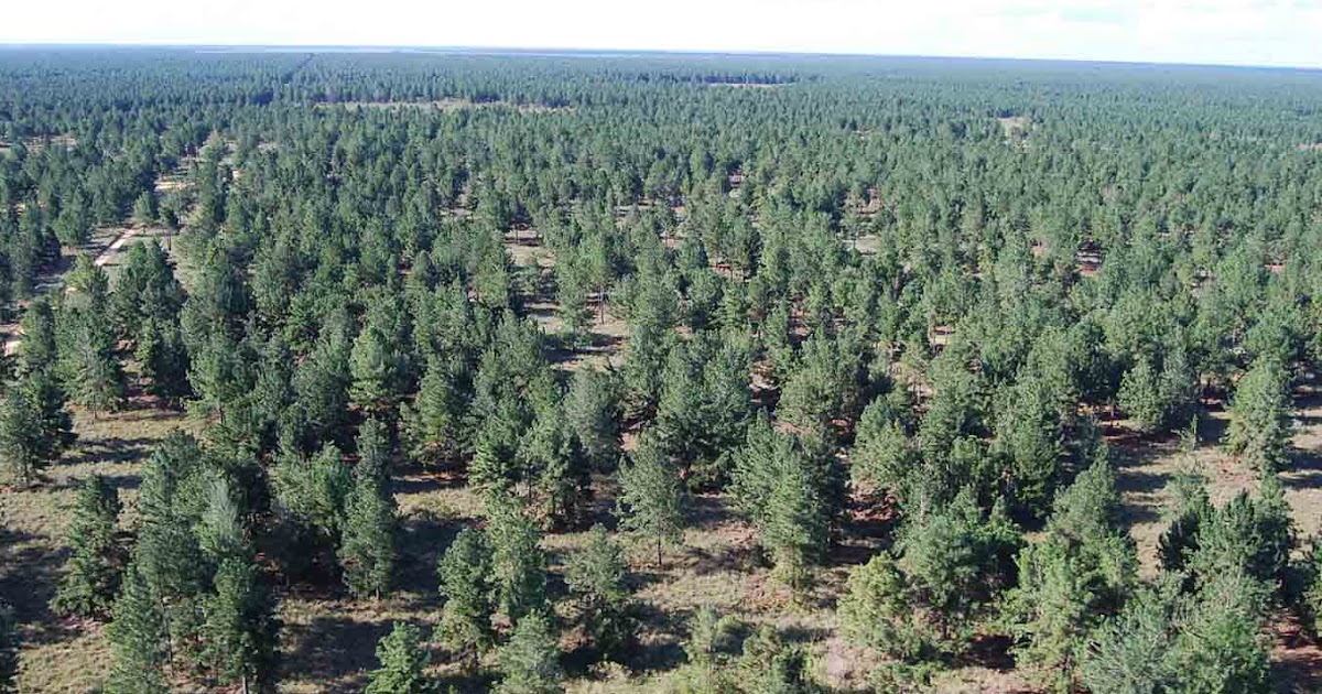 El bosque artificial más grande del mundo...¡A salvarlo!