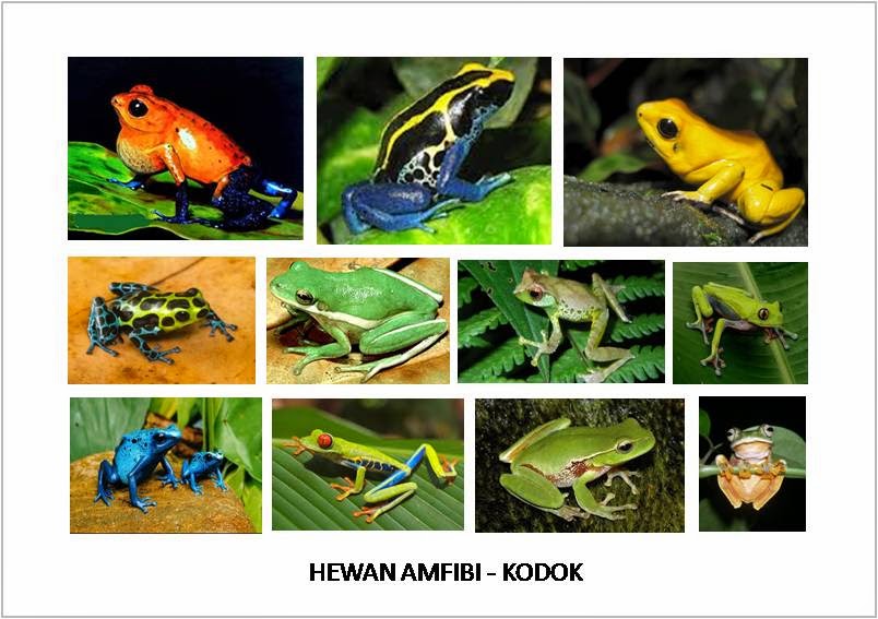 660 Koleksi Gambar Hewan Amfibi Beserta Namanya Terbaru