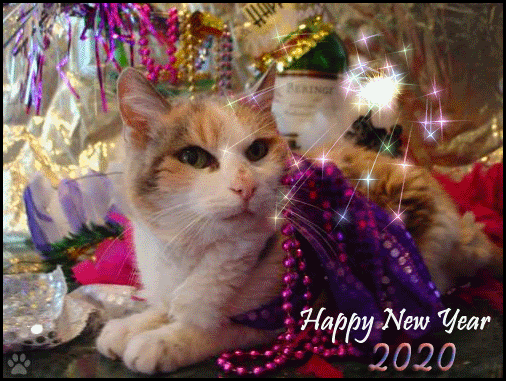 Cat GIF • Happy New Year 💋 2020 to all Cat 💖 lovers and their Cats 🐈 and Kitties 😺 all over the World (1 of 10) Cat GIF • Happy New Year 💋 2020 to all Cat 💖 lovers and their Cats 🐈 and Kitties 😺 all over the World (1 of 10)