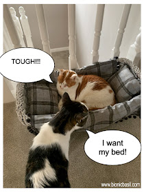 Feline Fiction on Fridays #124 ©BionicBasil® Melvyn Finds Amber In His Bed