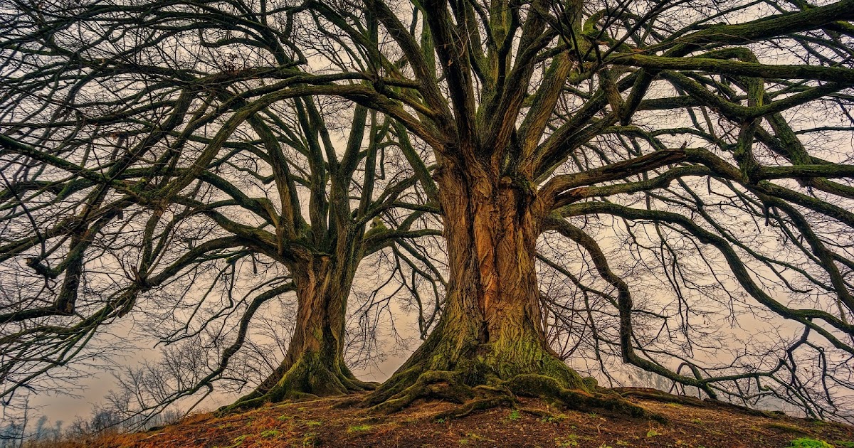 কবিতা গাছ Bangla Kobita Gach Bengali Poem of Tree সৌরভ ভূঞ্যা