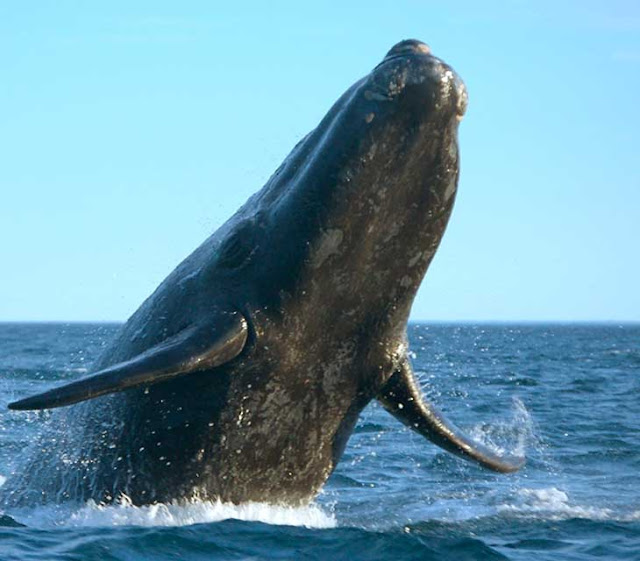 Cabo Whale Watching