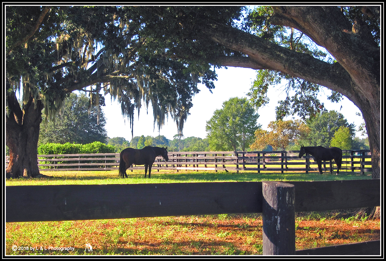 Ocala, Central Florida & Beyond Horse Farm Beauties