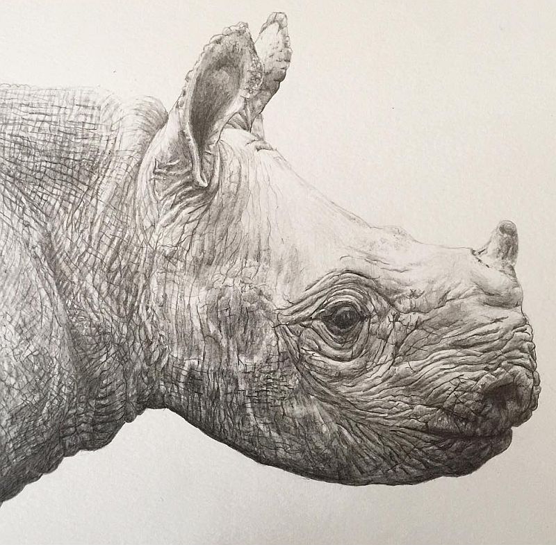 El Hurgador [Arte en la Red]: Rinocerontes (LXXXIII) - Dibujo / Drawing