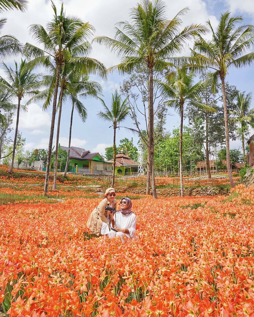 Harga Tiket Masuk Taman Bunga Amarilis Gunung Kidul Jogja - Wisatainfo