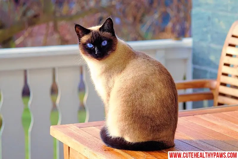 How to train cats to recognize their name in detail and with steps