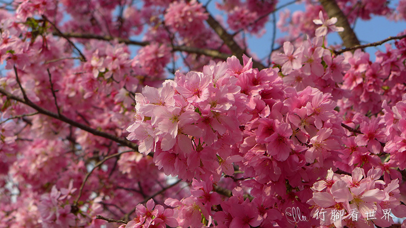 【遊。台中新社】春遊賞櫻趣~粉嫩富士櫻盛開。感受浪漫櫻花雨 【遊。台中新社】春遊賞櫻趣~粉嫩富士櫻盛開。感受浪漫櫻花雨