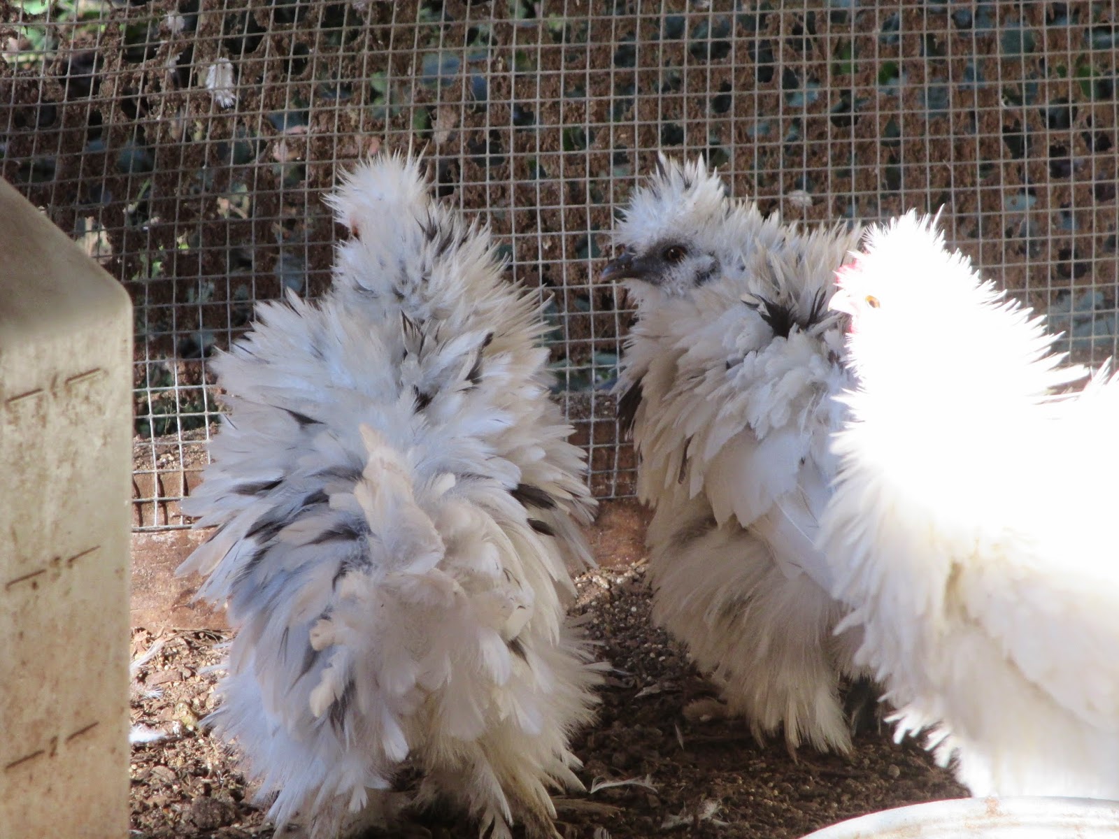 Just Chickens...: Cochins, Spotted Silkie-Cochins, and Doves