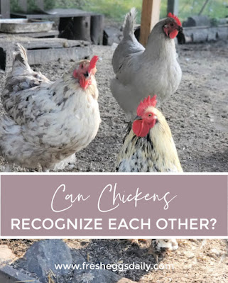 can chickens recognize each other