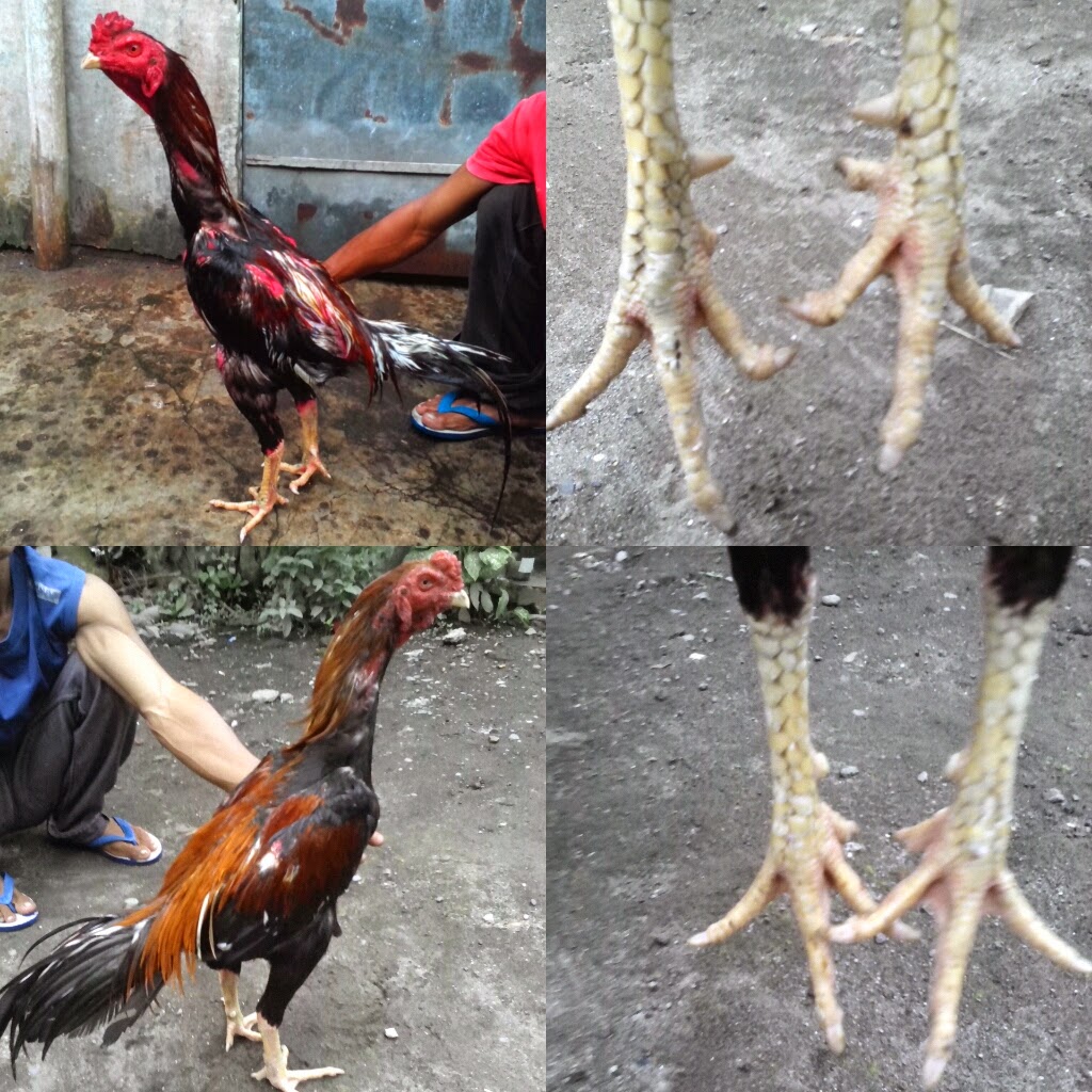 Selamat Datang Sedulur: Memilih kaki ayam bangkok yang bagus