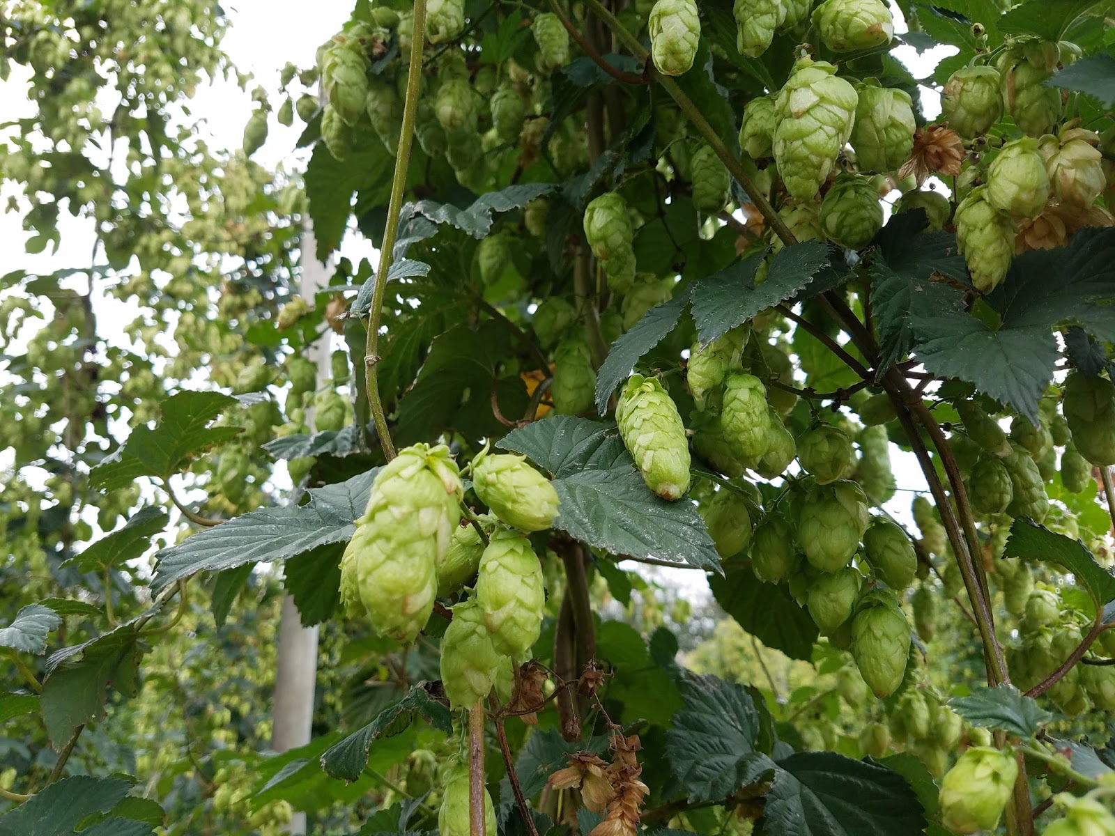 New Zealand Beer and Hops on the South Island Jay Corriveau