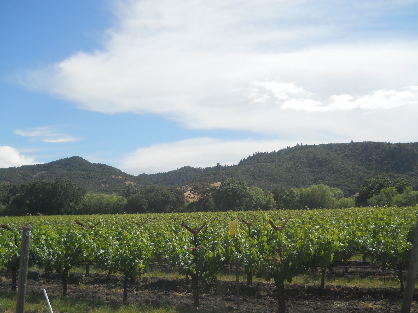 Piccola's Projects CA (Point Reyes and Napa Valley)