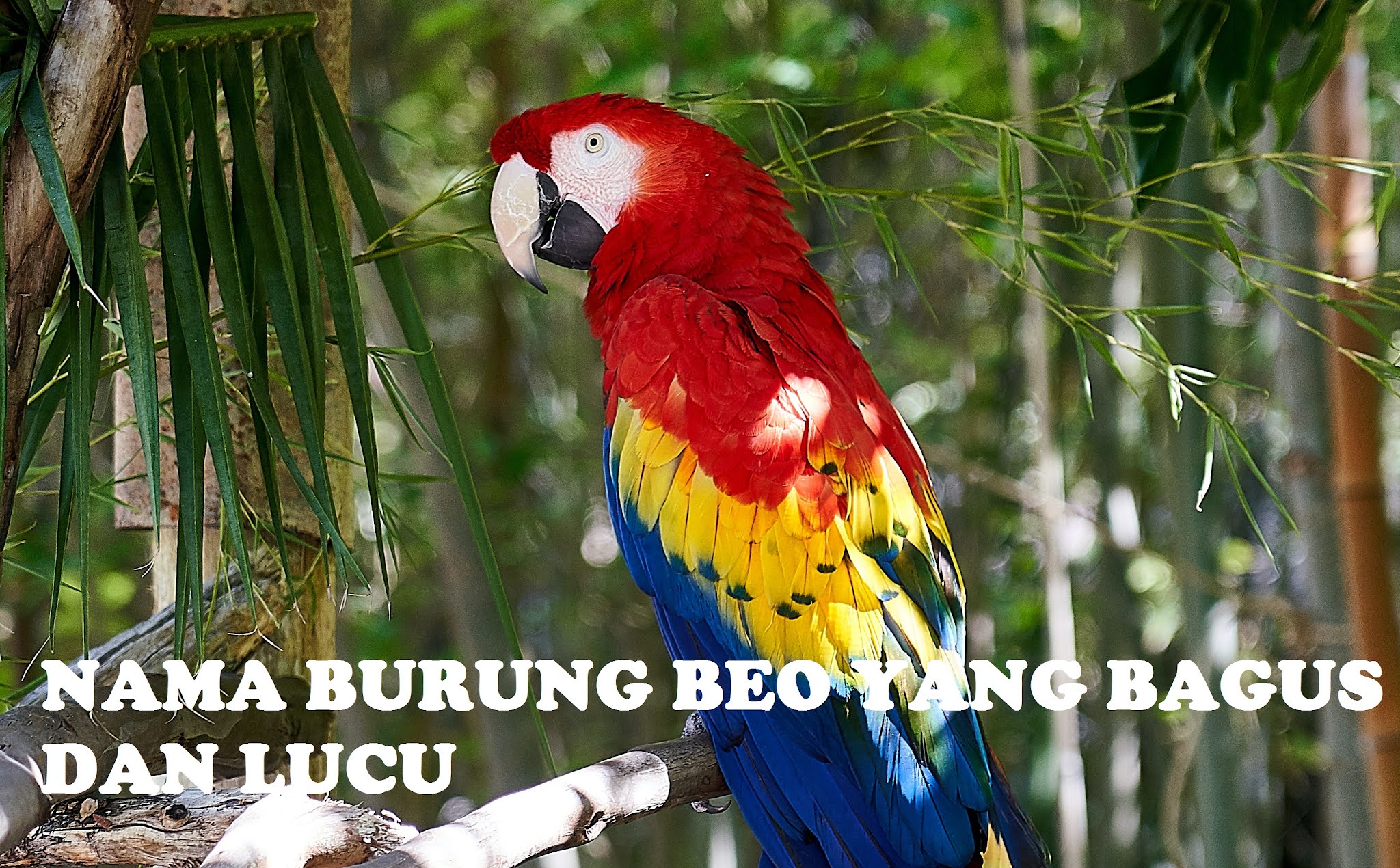 100 Nama Burung Beo Yang Bagus Agar Cepat Bisa Berbicara 100 Nama Burung Beo Yang Bagus Agar Cepat Bisa Berbicara
