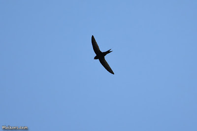 Falciot negre (Apus apus)