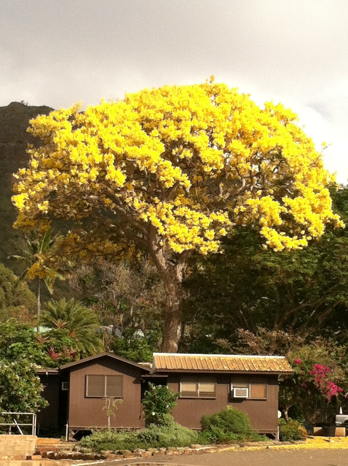 'YuZaNe' 꽃달임에서 함께 즐거운 시간을: Hawaii Sketch 22 - Diamond Head