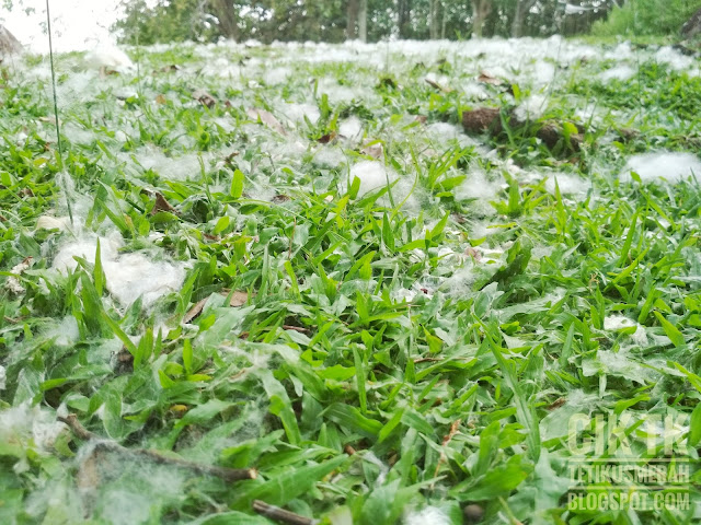 kapas turun bagaikan salji