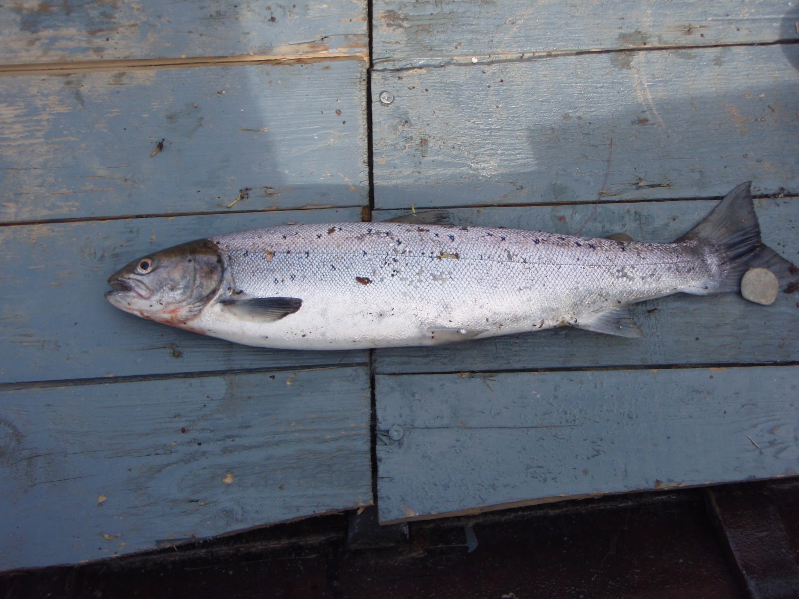 Scottish Fishing Guide 2lb Grilse