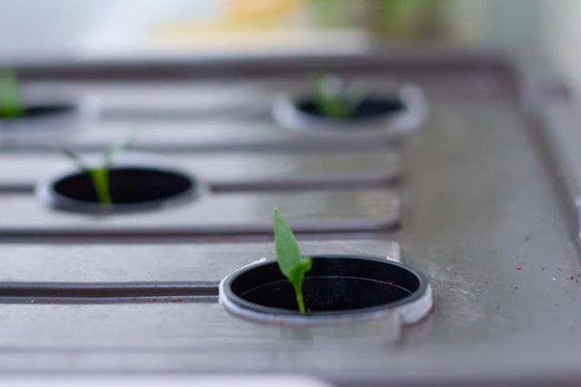 Grow Your Own Food