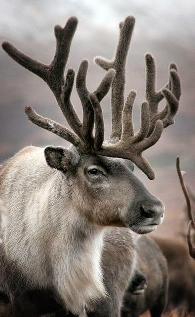 Just love reindeer ...