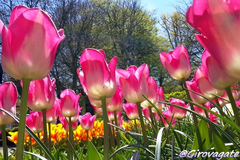 parco fiori keukenhof olanda