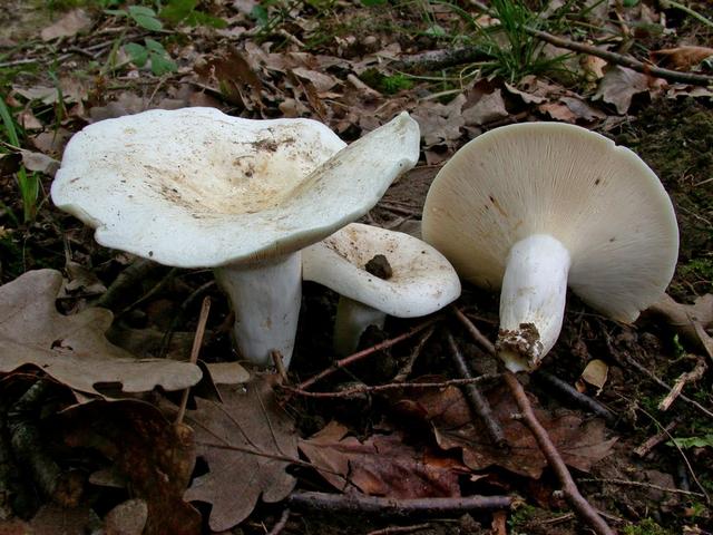 Ciuperci Champignon albe sau brune: care sunt mai bune?