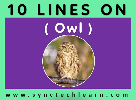 short essay on owl