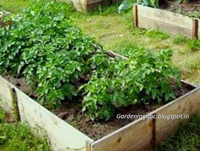 Raised garden beds