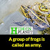 Unknown Cool Facts About Frog
