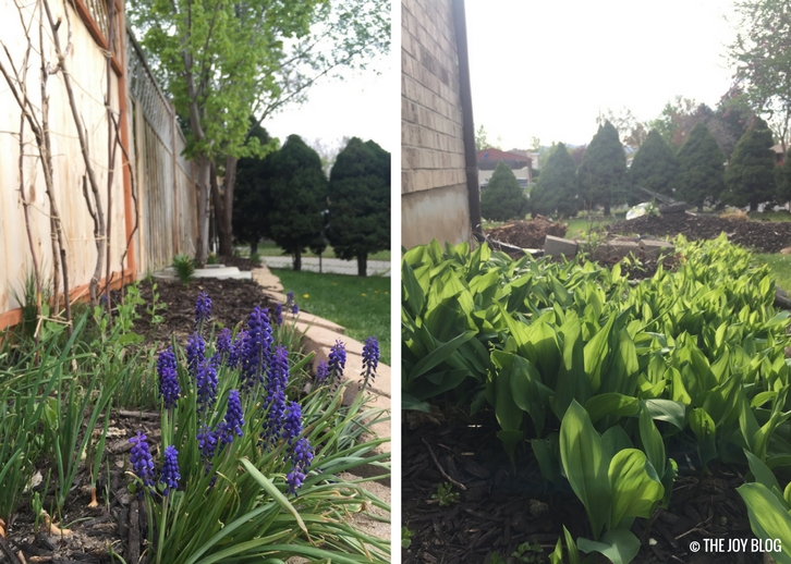 Grape Hyacinth & Lily of the Valley // Garden Updates: Mid-Spring 2018 // www.thejoyblog.net