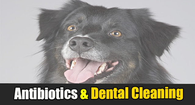 antibiotics-for-dogs-after-teeth-cleaning