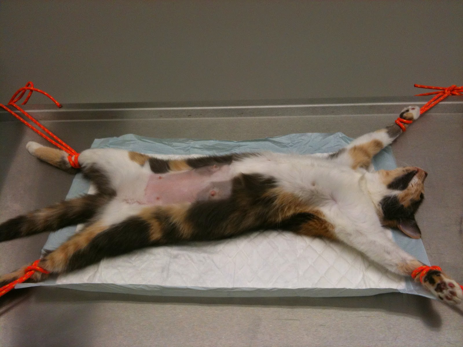 Clinique vétérinaire des Dunes Ovariectomie de chatte déroulement d