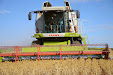 Claas Lexion 540. Harvesting thistles