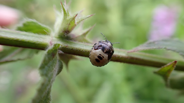 Woundwort Shieldbug