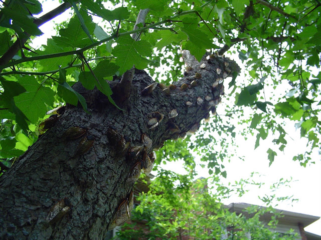 17 year cicada covering tree