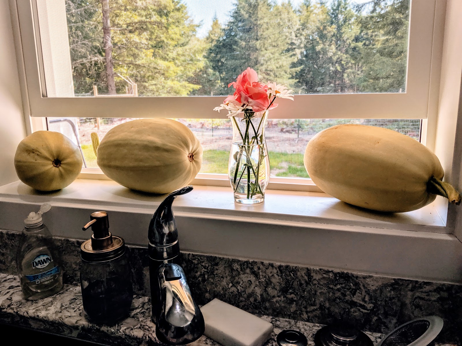 Squash ripening in the window sill
