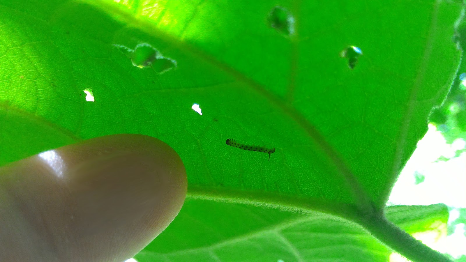 darlaville more about catalpa worms