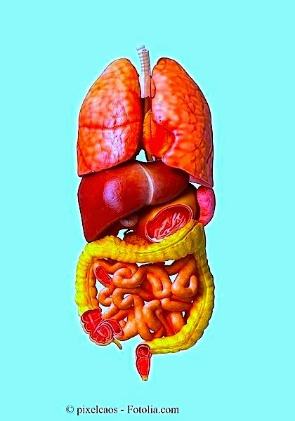 Organi,pancia,addome,corpo,anatomia